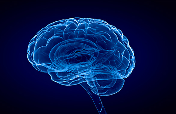 3D see-through Brain