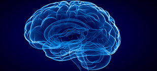 3D see-through Brain